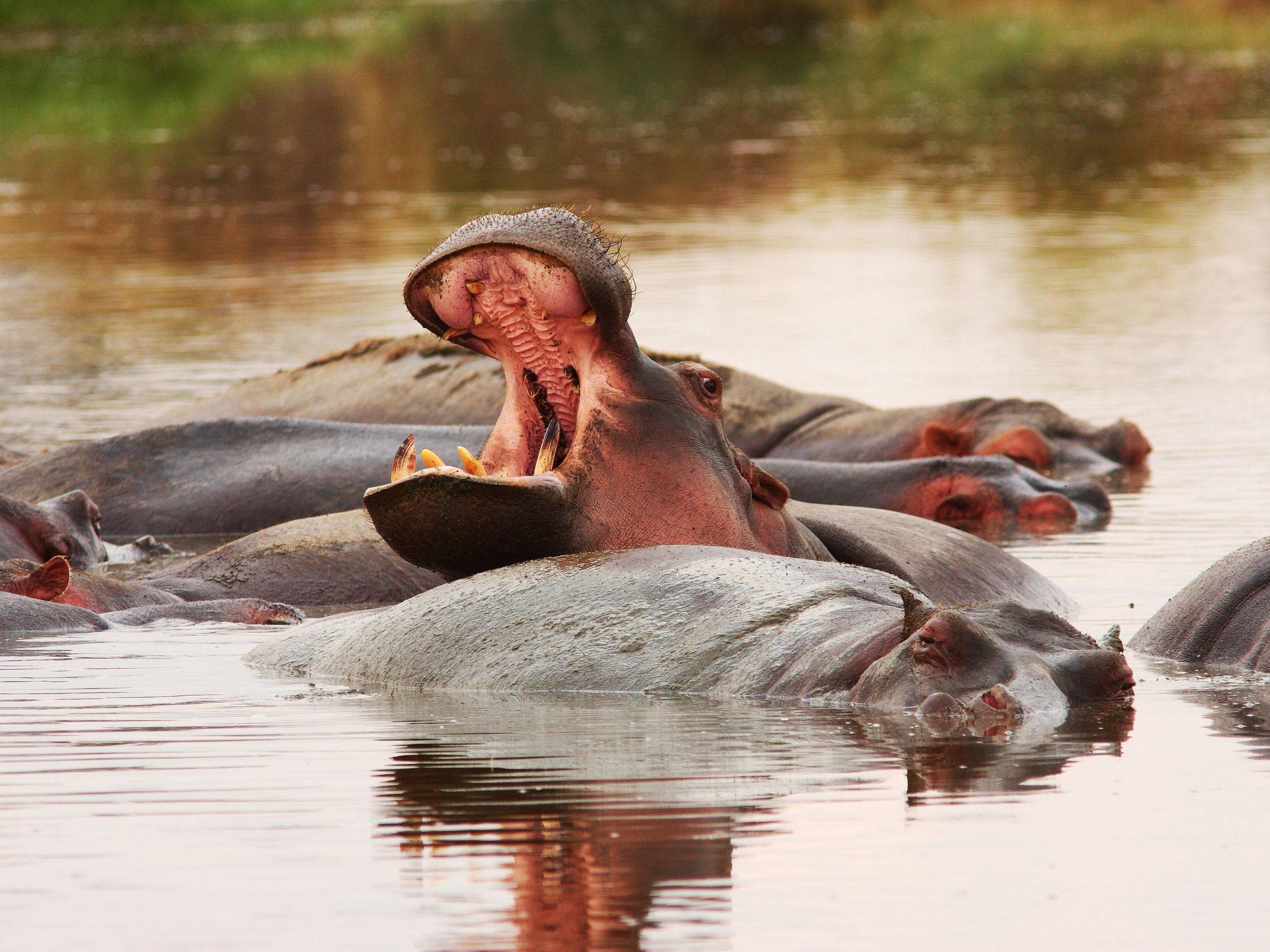 Arusha National Park