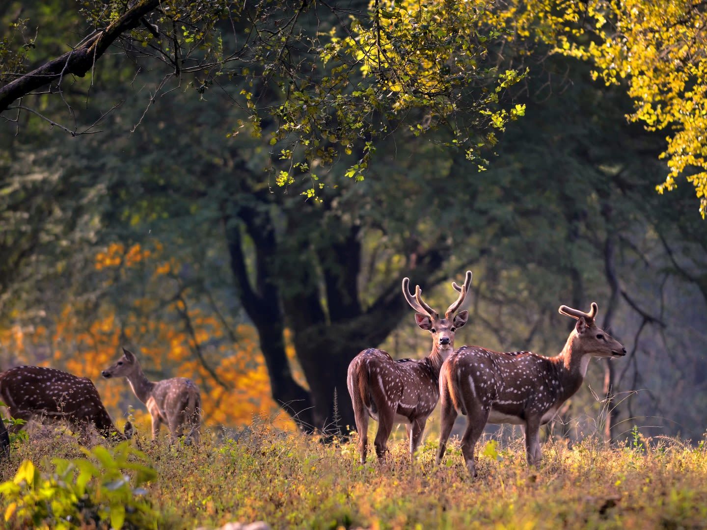 Fly to Jabalpur via Delhi and Transfer to Kanha National Park