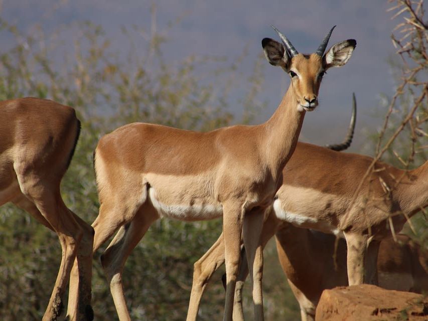 Game Drives in  Karongwe Private Game Reserve