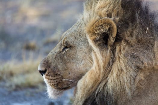 Desert & Delta Botswana Adventure