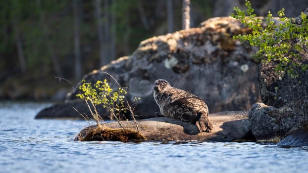 Wonders of Finland