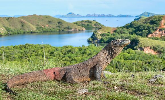 Bali and Komodo Experience