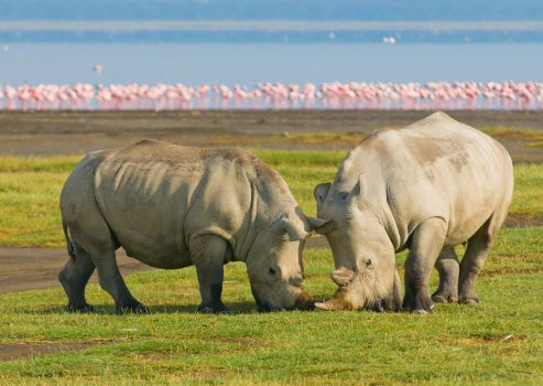 Kenya Conservation Census Safari 2019