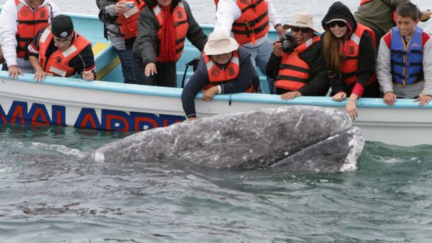 Gray Whales, Sea Turtles & National Parks of Baja California Sur 