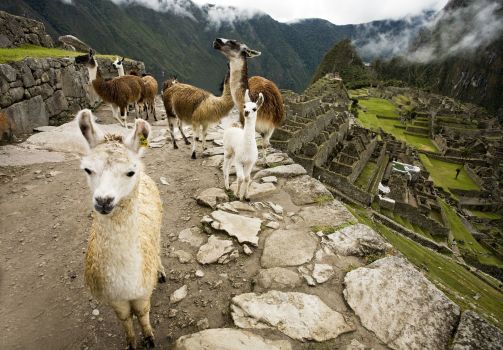 Ultimate Lares Trek with Km 104 to Machu Picchu Adventure
