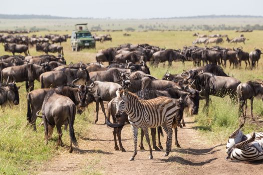 Tanzania Migration Group Safari - March 2019
