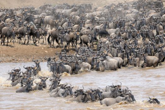 Tanzania Migration Group Safari - July 2019
