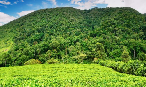 Uganda Western Wonderland