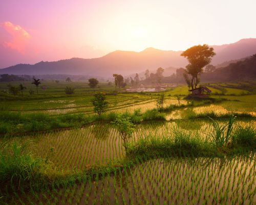 Trips To Asia