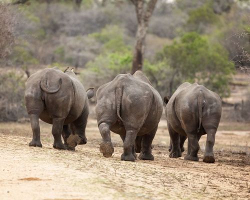 South Africa Safari Packages Best Luxury Holidays W Reviews