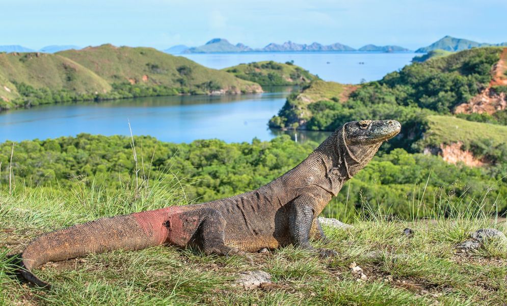 Bali and Komodo Experience