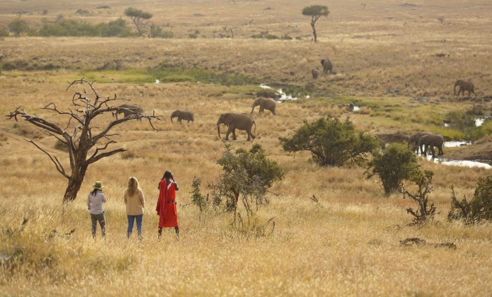 Kenya Game Count &  Conservation Safari 2020