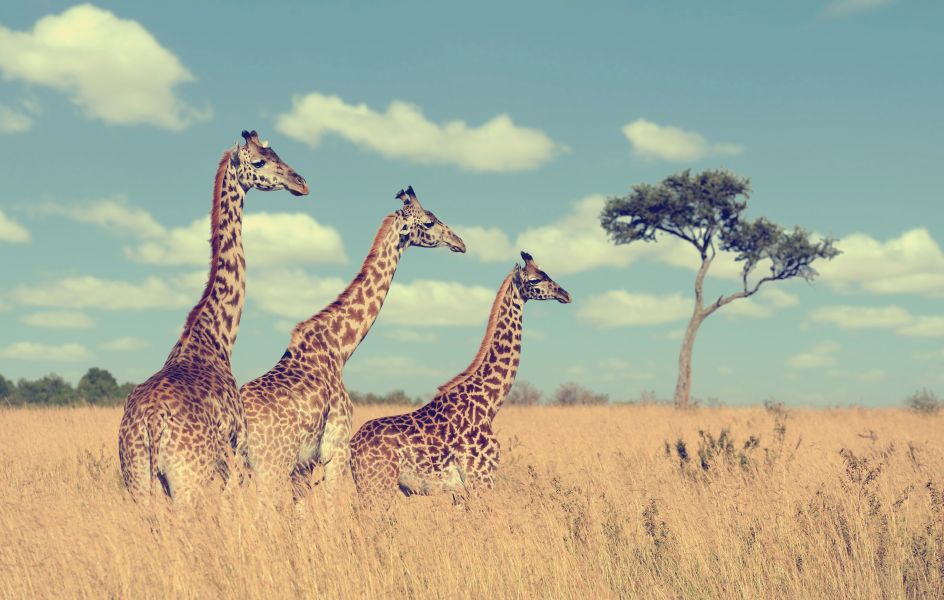 Kenya Conservation Census Safari 2018