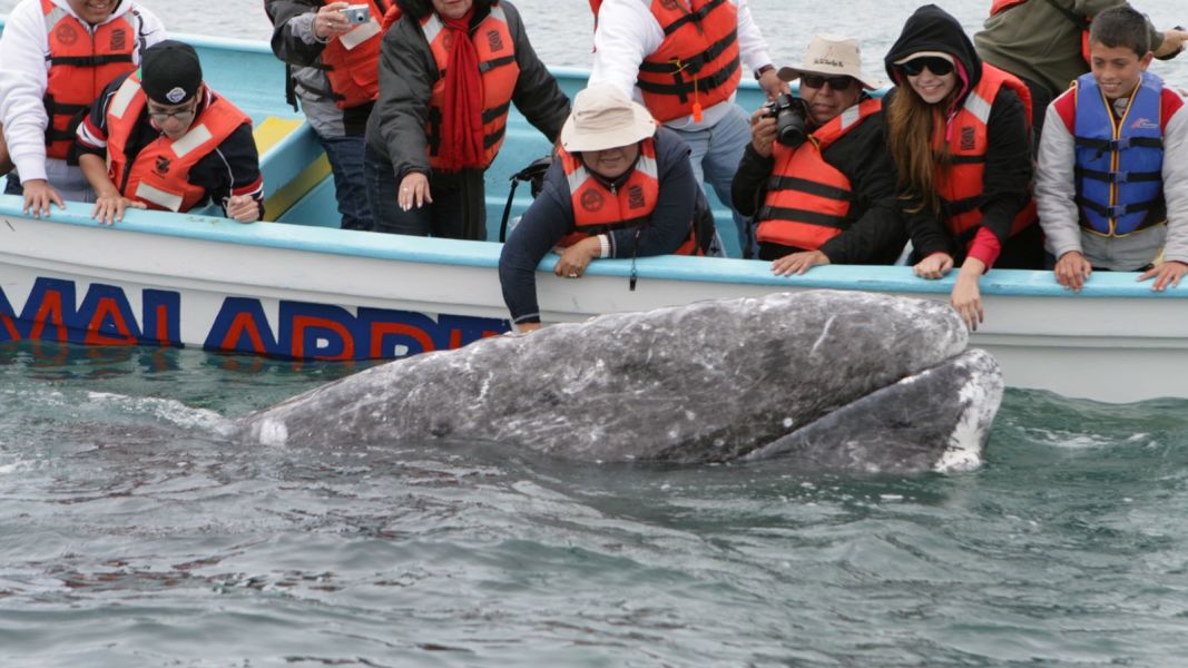 Gray Whales, Sea Turtles & National Parks of Baja California Sur 