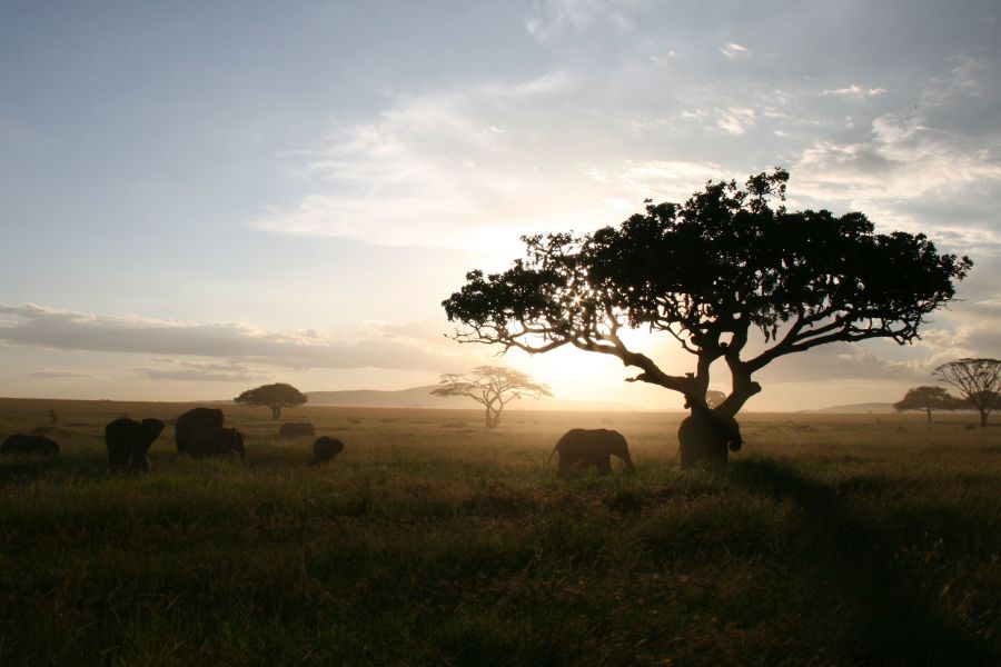 Beyond the Big Five: Uganda, Tanzania & the Spice Island