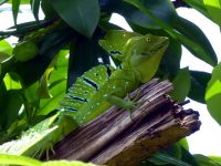 Cahuita National Park Hike & Snorkel