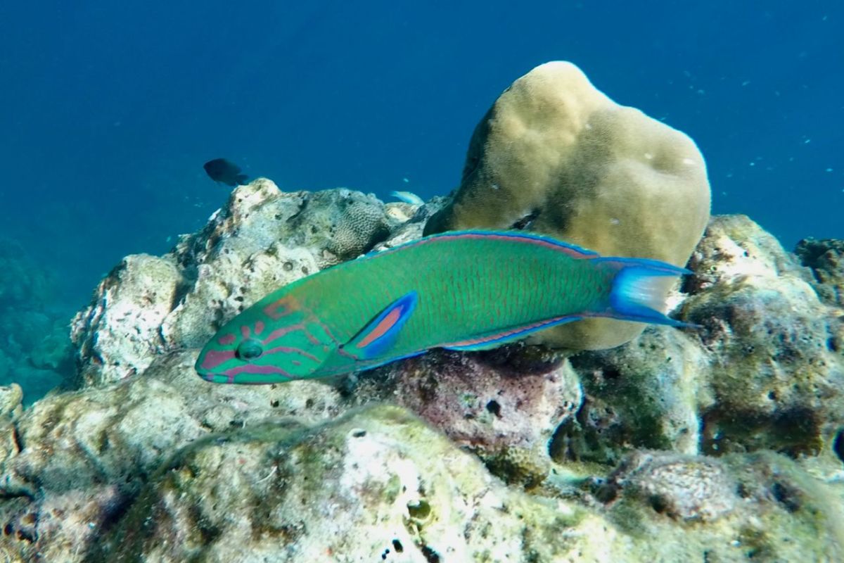 where is phi phi island
