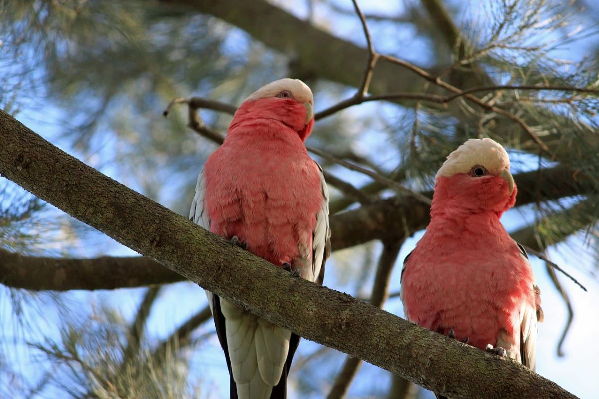Galah in Tree