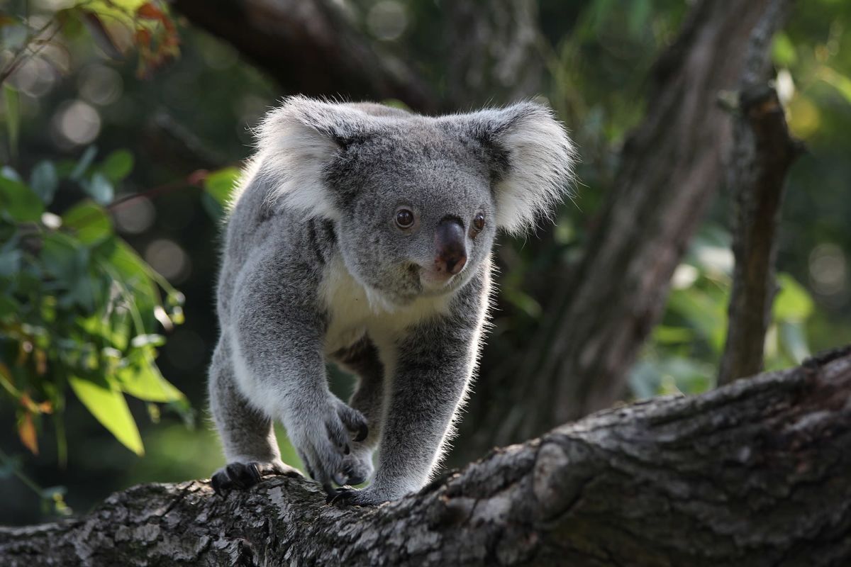 Koala Climbing Branch