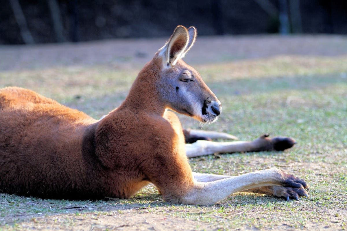 navn I de fleste tilfælde Bane Australian Animals - Info On Native & Non Indigenous Species