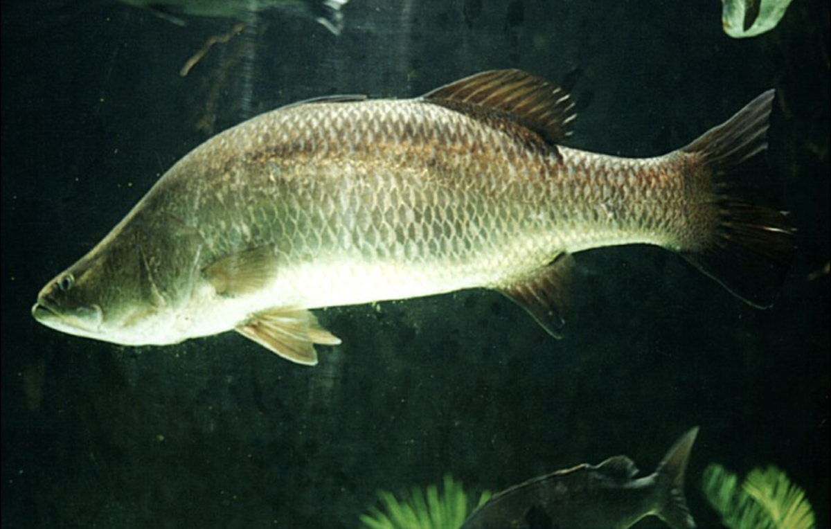 Barramundi