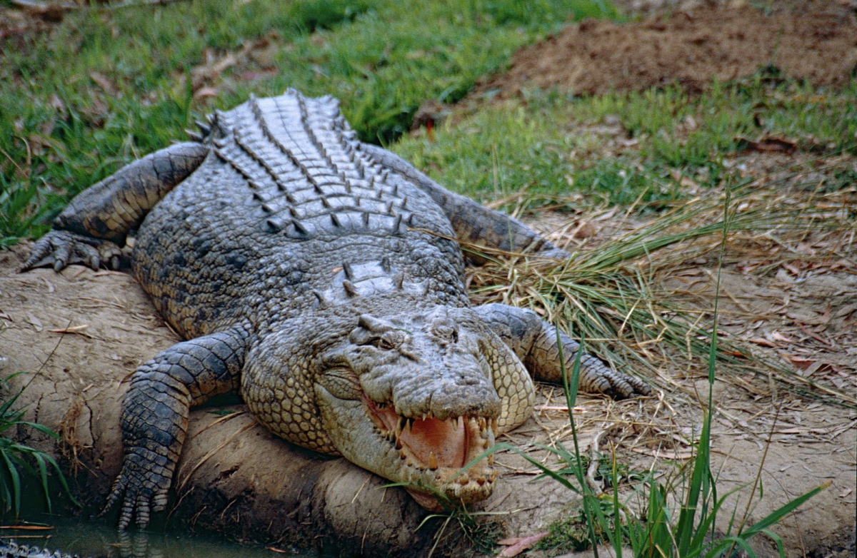 navn I de fleste tilfælde Bane Australian Animals - Info On Native & Non Indigenous Species