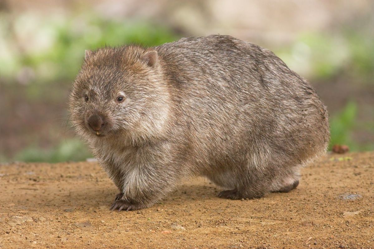 navn I de fleste tilfælde Bane Australian Animals - Info On Native & Non Indigenous Species