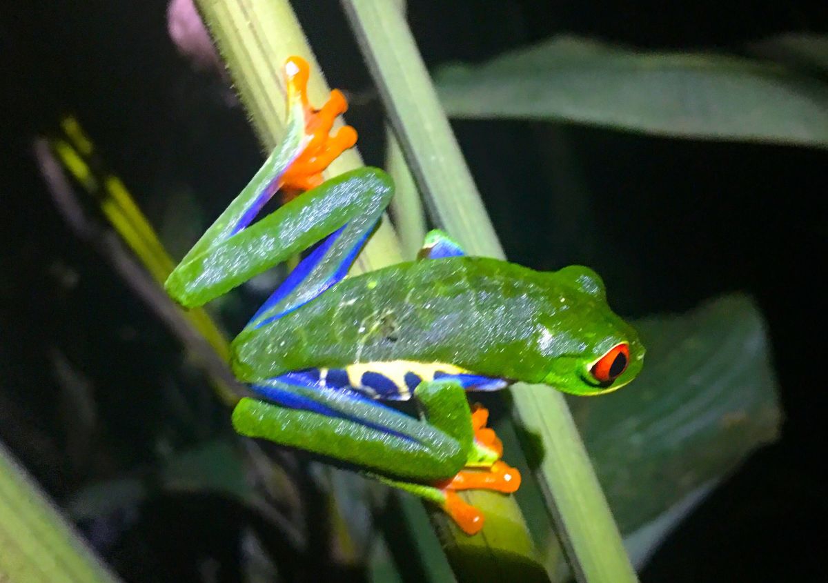 costa rica tours red eyed tree frog