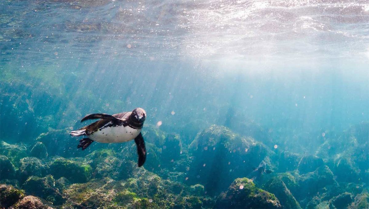 Penguin Swimming off the coast of Galapagos Islands