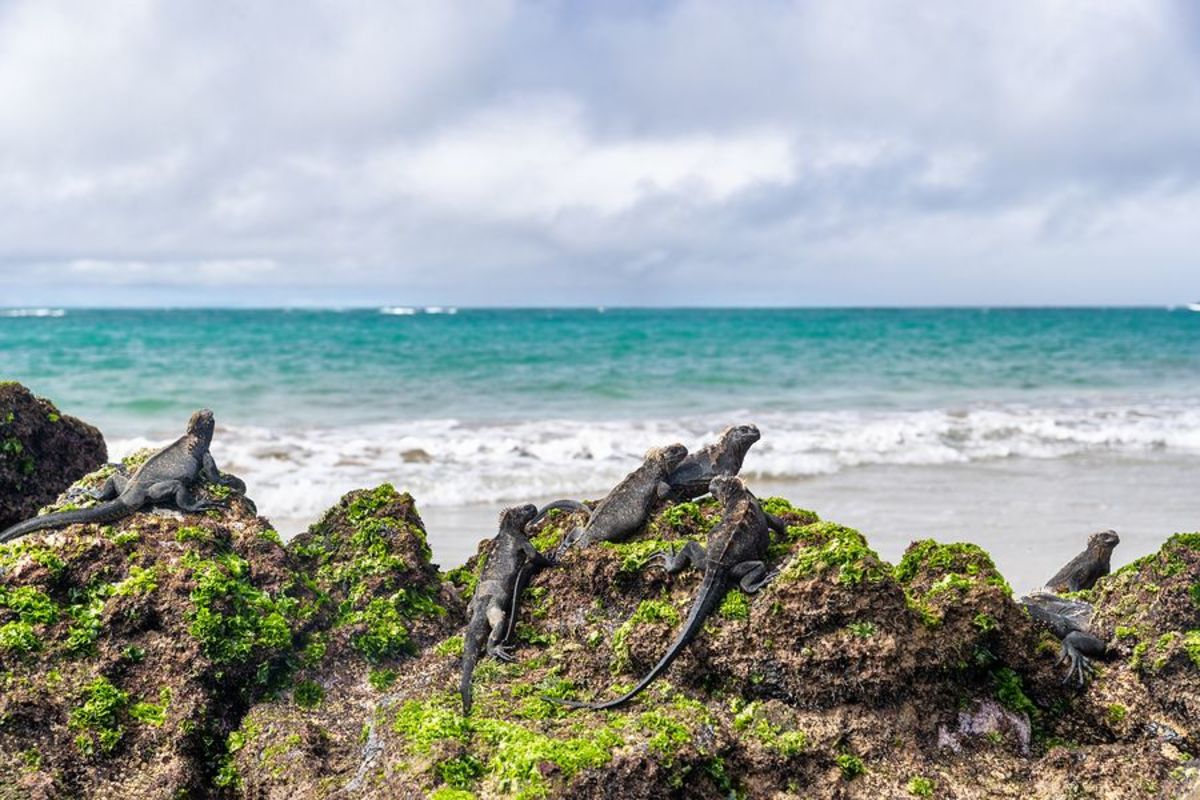 Best Time To Visit Galapagos