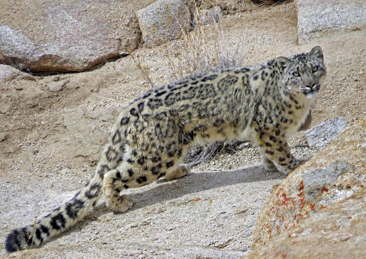 Snow Leopard in India