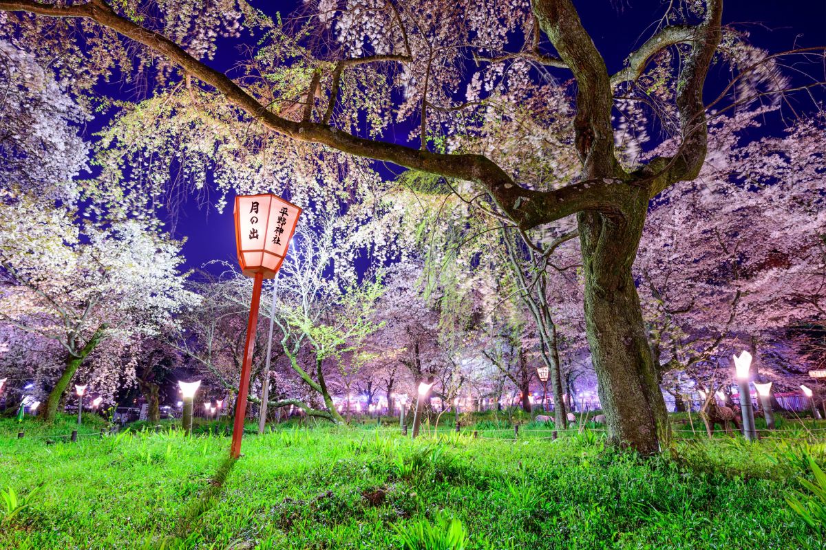 sakura japan