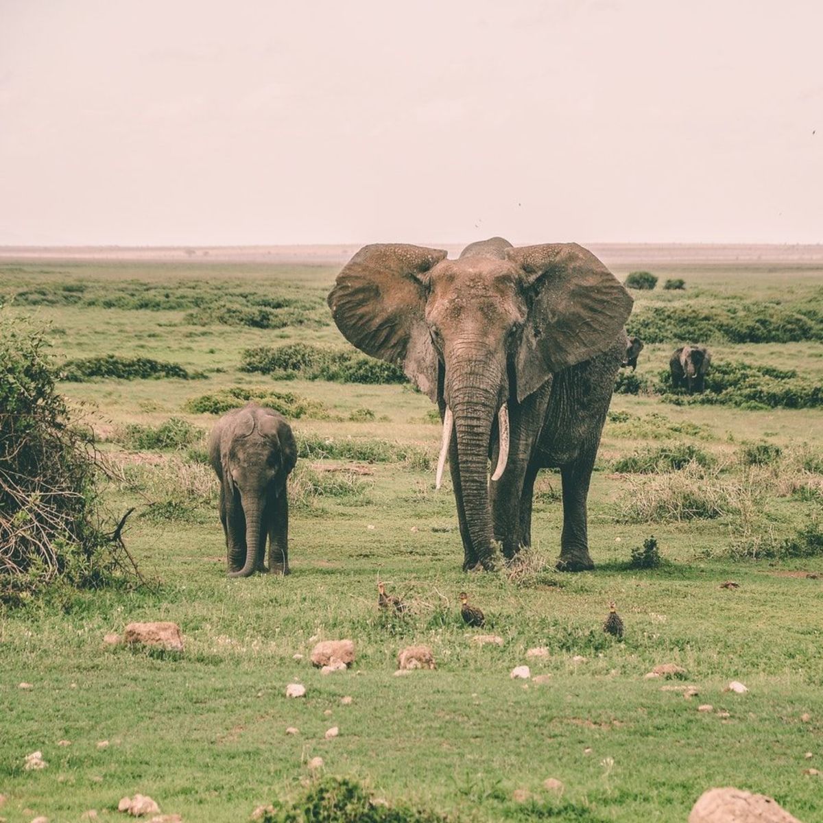 Amboseli National Park Elephant Wildlife