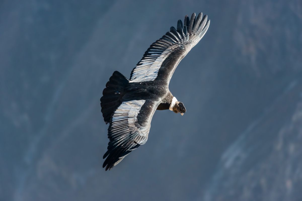 condor des Andes