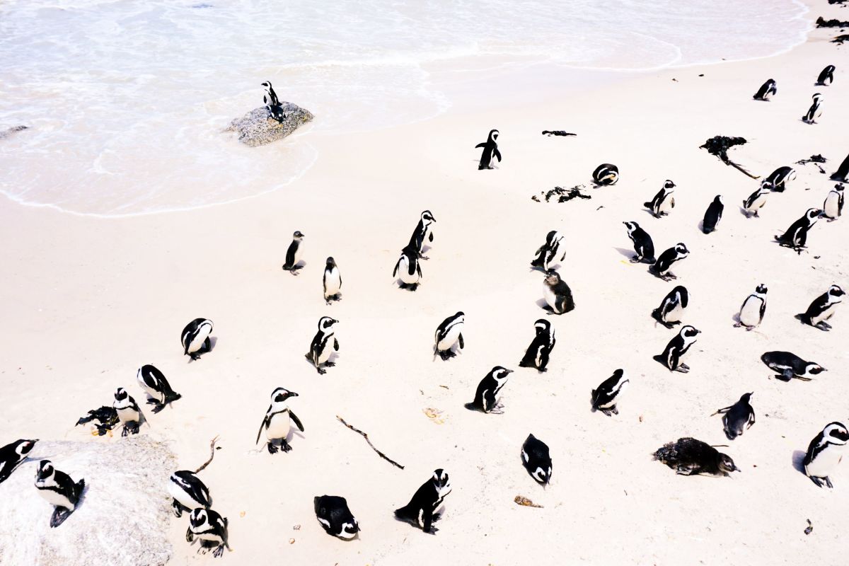 Penguins in Cape Town