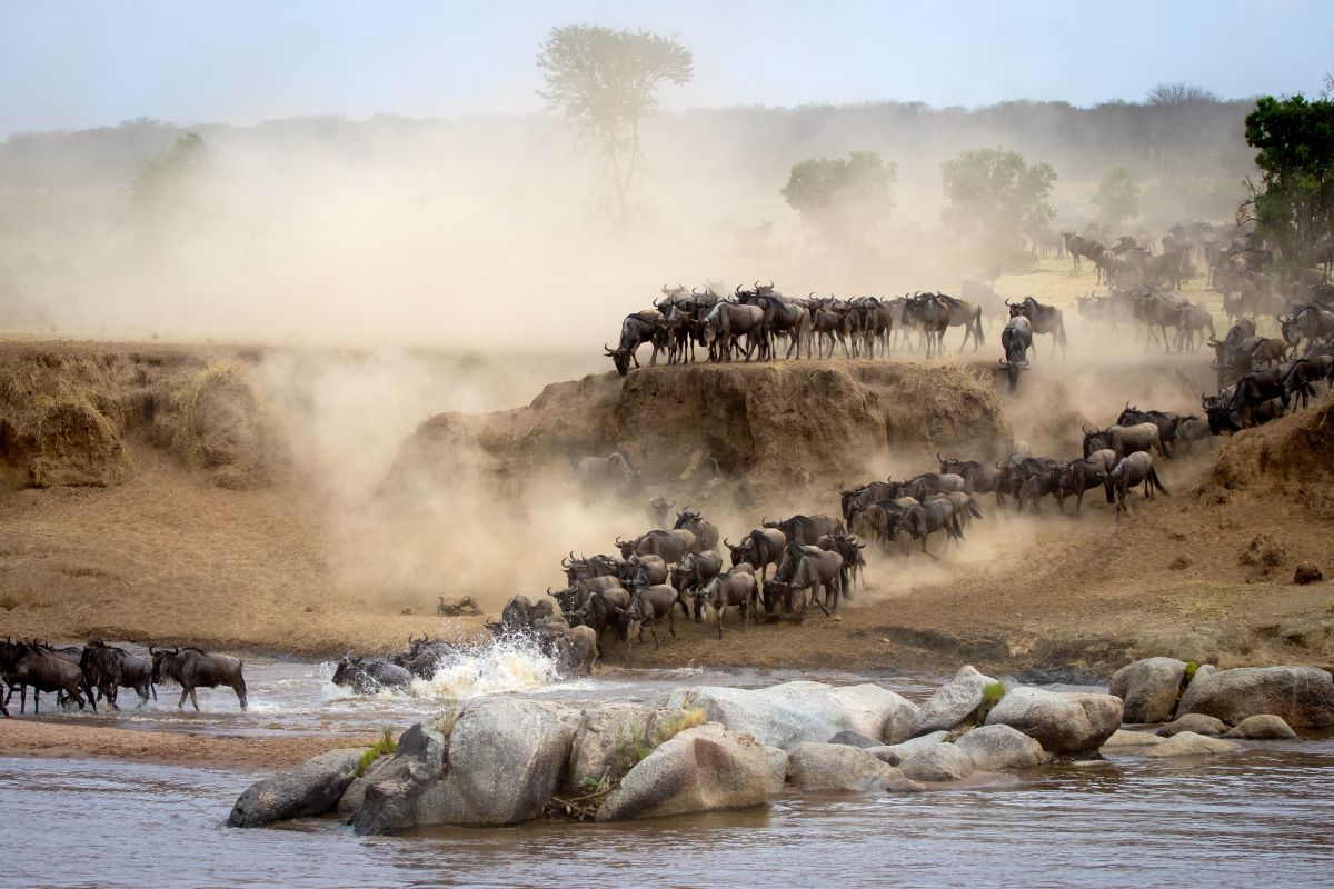 Wildebeest River Crossing