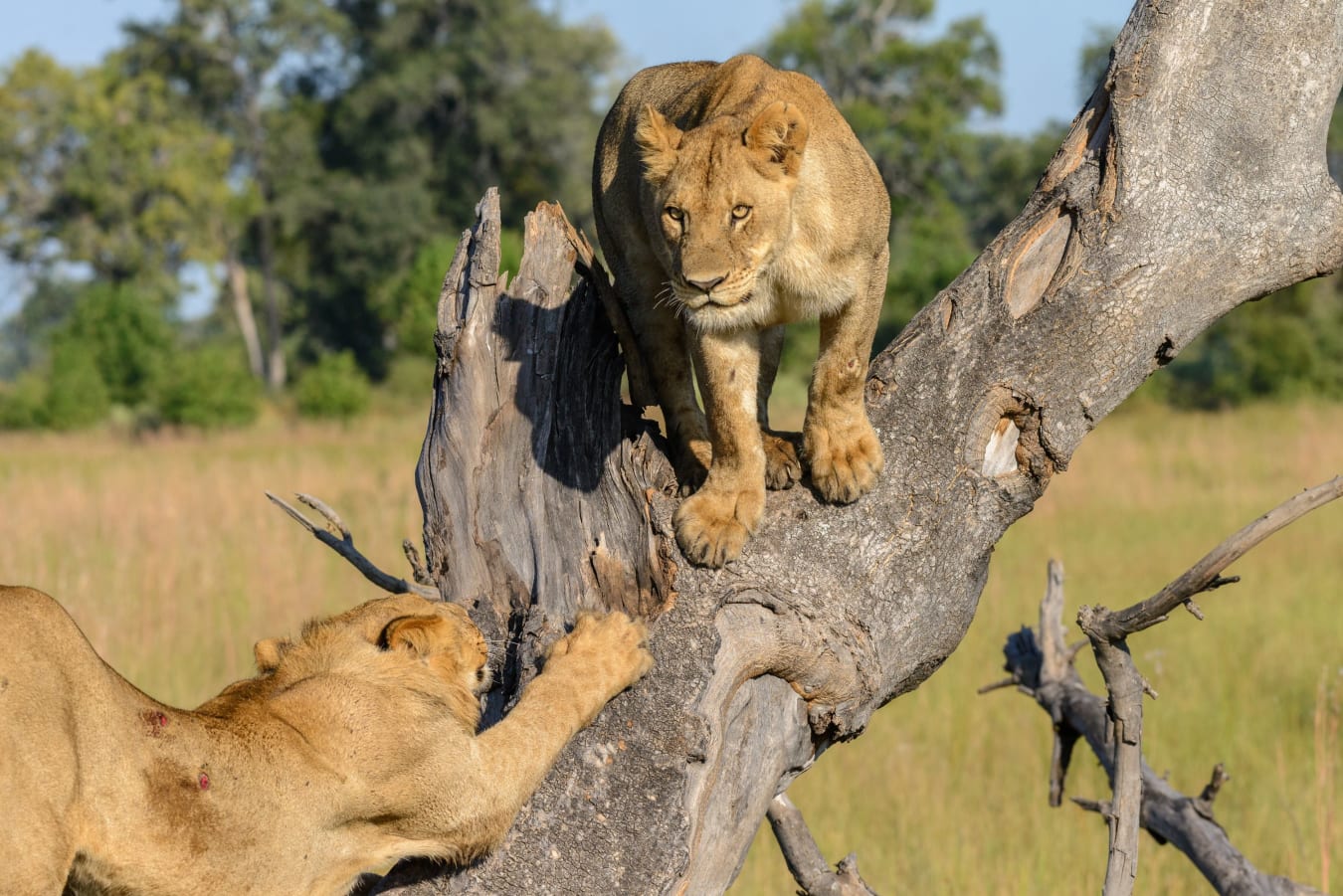 Southern Africa Safari 