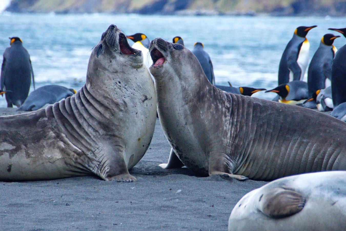 Southern elephant seals, one of the marine species found along the Patagonian coast of Argentina