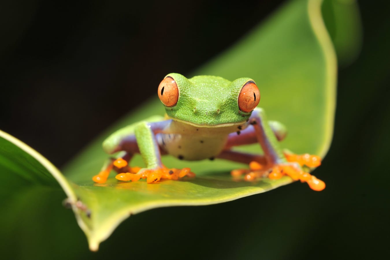 Central American Sabbatical