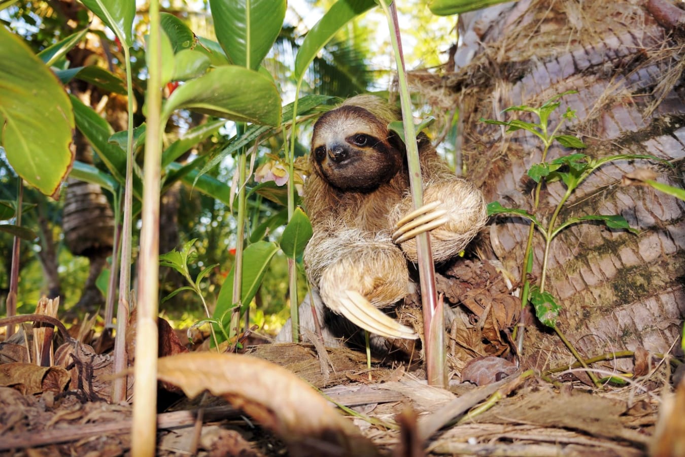 Three-toed sloth hanging in a Cecropia tree in Manuel Antonio National Park, Costa Rica