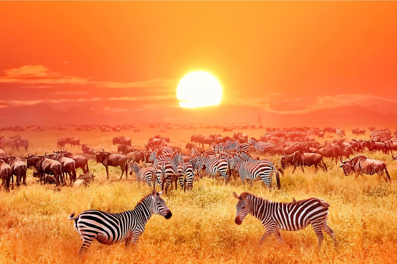 Zebras in Serengeti National Park Tanzania