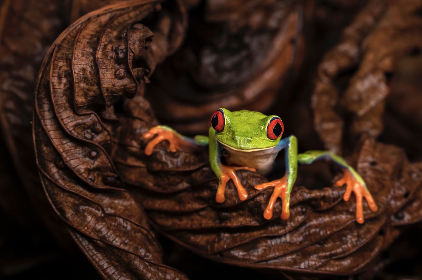 Tree frog perched on a wet leaf in the rainforest in Costa Rica