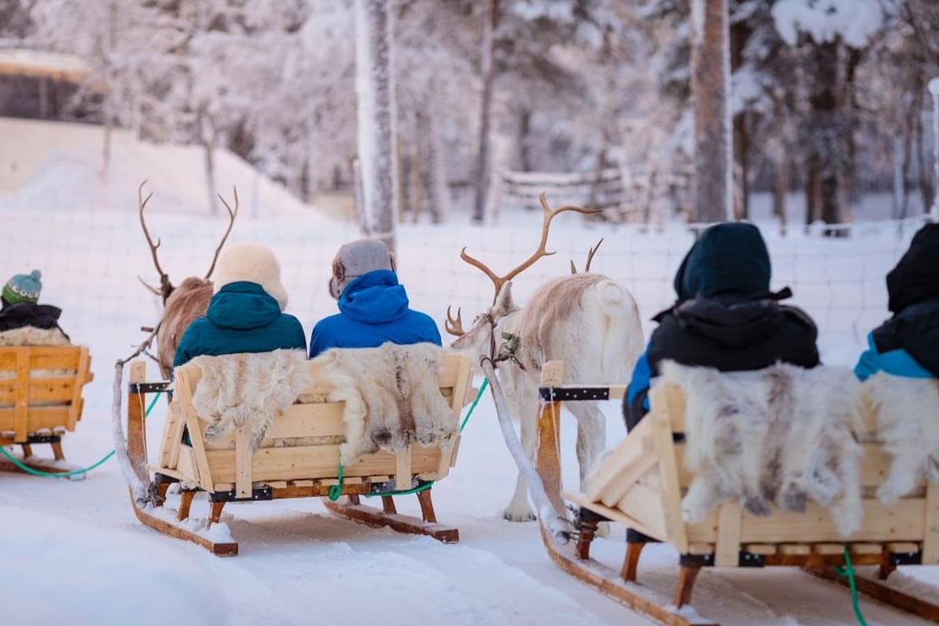 Sami culture and reindeer sledding experience in Northern Scandinavia