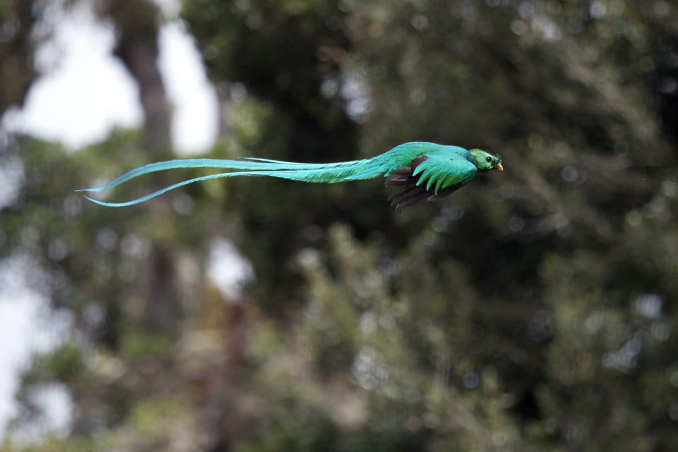 Resplendent quetzal in flight through the Monteverde cloud forest near Senda Monteverde in Costa Rica