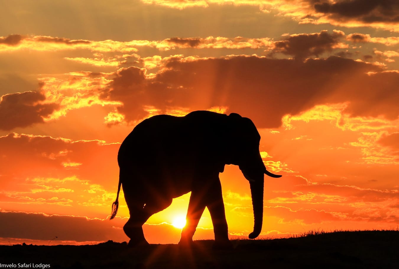 Southern Africa Safari #142507