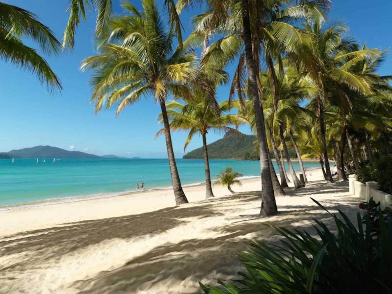 Sandy beach lined with palm trees on Hamilton Island in the Whitsundays