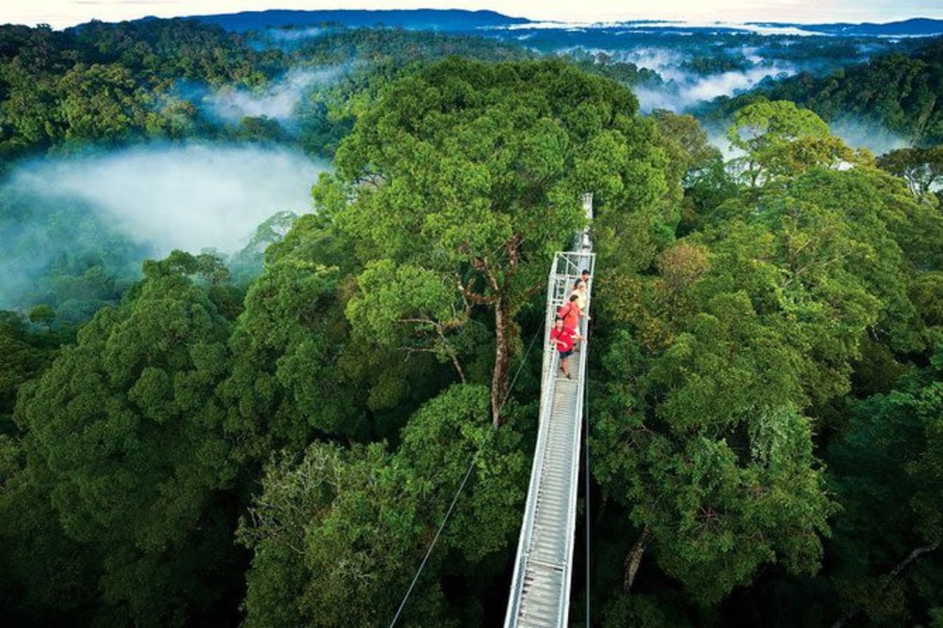 Mist drifting through the moss-covered trees of the Monteverde Cloud Forest Reserve in Costa Rica