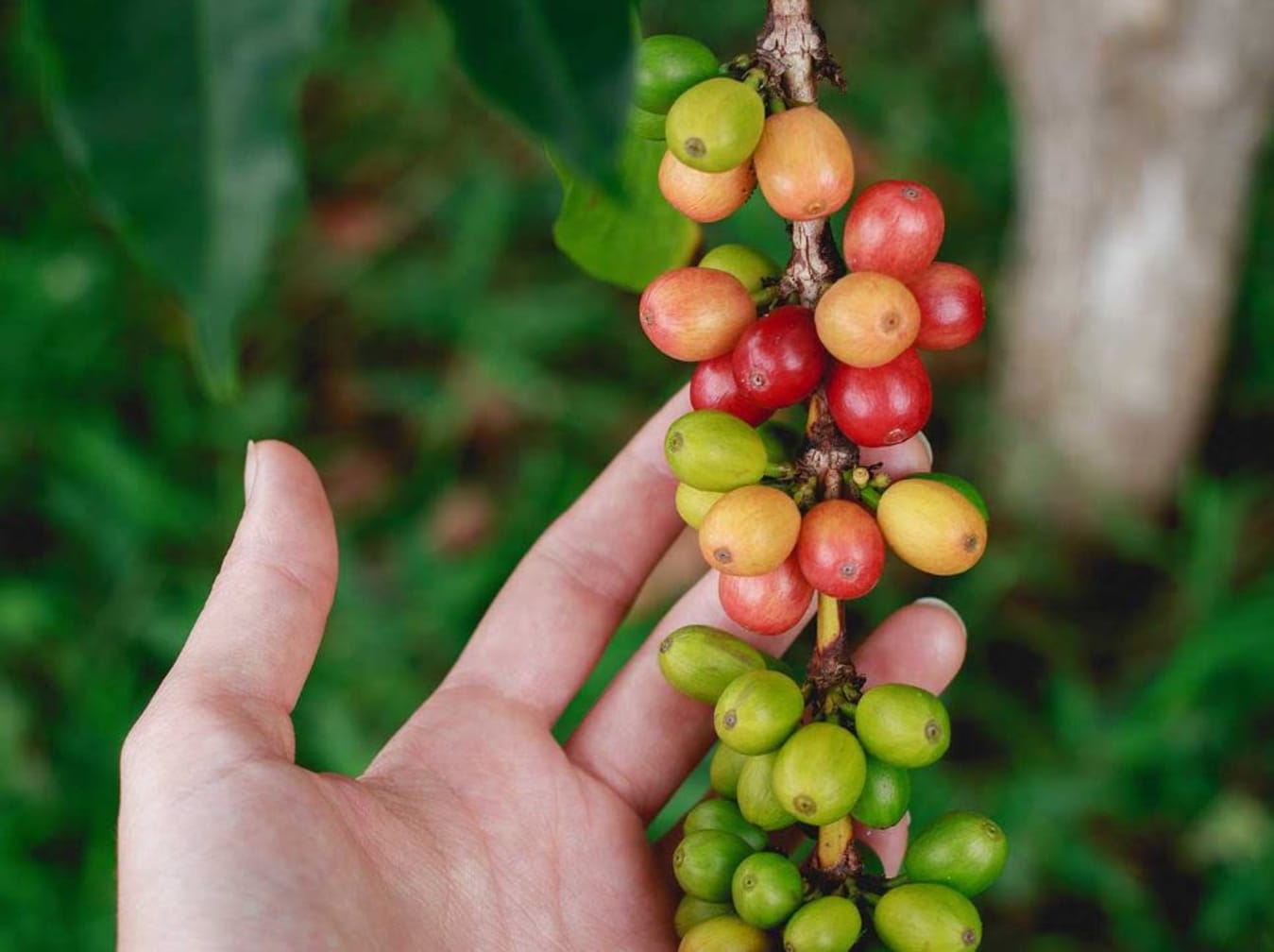 The Wild Heart of Costa Rica