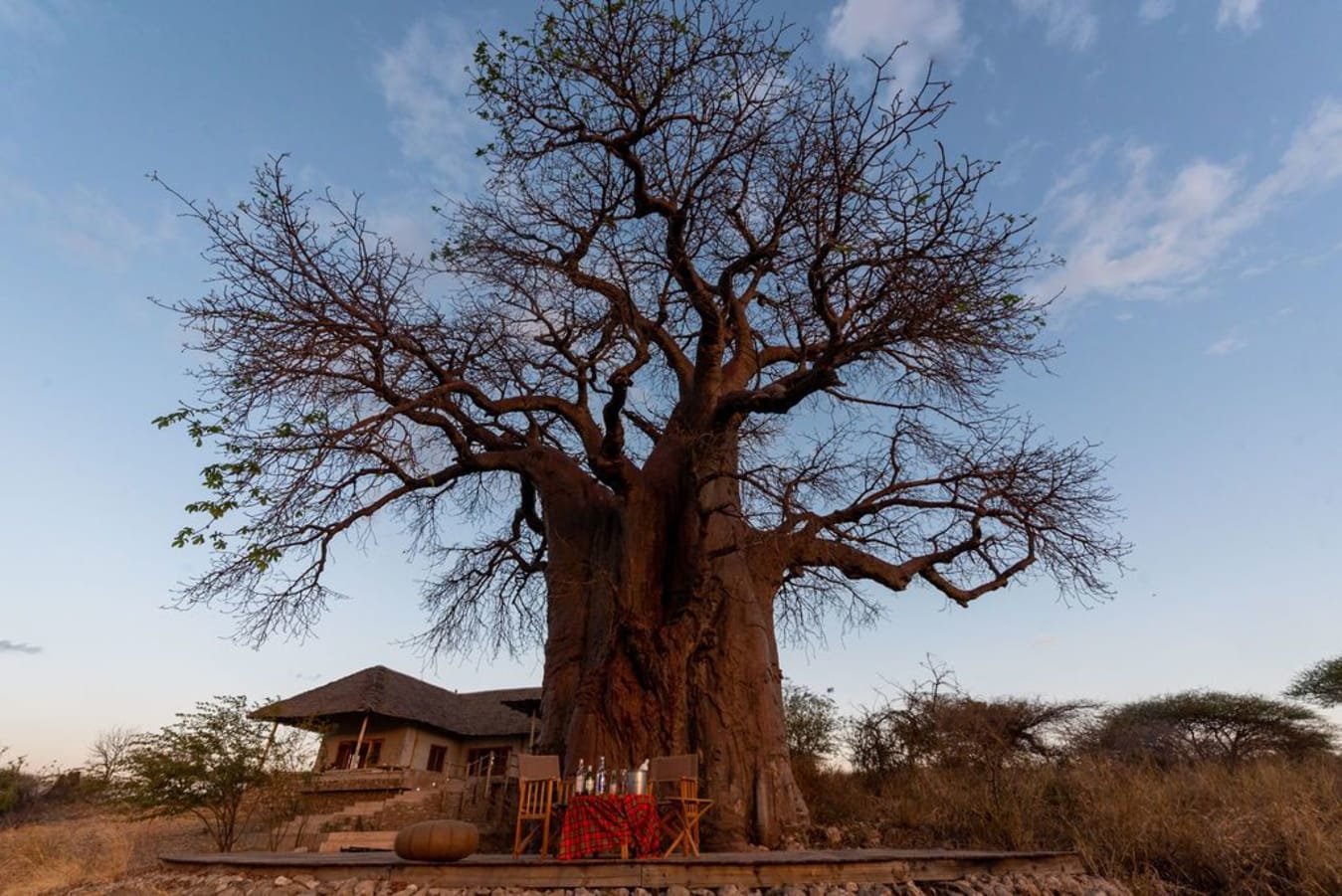 Baobab trees in Lake Manyara National Park Tanzania