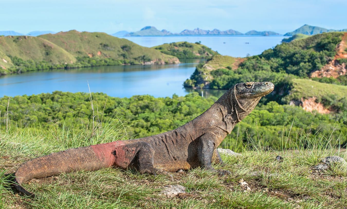 Indonesia Family Explorer